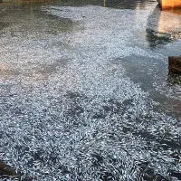 Hàng chục nghìn tấn cá mòi chết trôi dạt vào bờ sông Chile