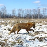 Vén màn bí mật giúp động vật sống sót sau thảm họa Chernobyl