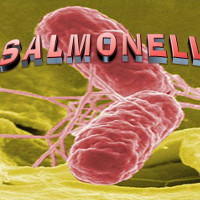 Bệnh nhiễm khuẩn salmonella là gì?