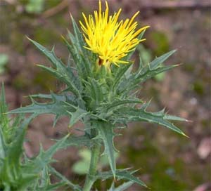 Hạt cây rum - Nguồn cung cấp insulin mới