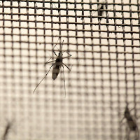 Phát hiện cách thức diệt virus Zika gây bệnh đầu nhỏ