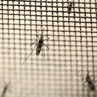 Phát hiện cách thức diệt virus Zika gây bệnh đầu nhỏ