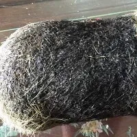 Phát hiện thêm cát lợn "khủng” nặng tới 2kg tại Hà Nam