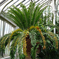 Cây tuế cô đơn nhất thế giới