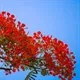 Hình ảnh hoa phượng vĩ tươi thắm gợi nhớ tuổi học trò đầy mơ mộng