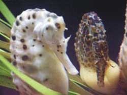 Nhân giống thành công 3 loài cá ngựa