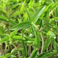 Hạt nano giúp tạo ra thực phẩm nhiều hơn nhưng giảm mức tiêu thụ nước và năng lượng