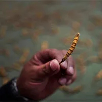Săn tìm đông trùng hạ thảo trên cao nguyên Tây Tạng