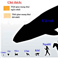 Thời gian mang thai của các loài động vật