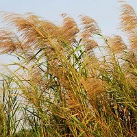 Độc đáo "công nghệ" xử lý nước thải bệnh viện bằng cây lau sậy