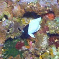 Phát hiện loài "cá lợn Hawaii"