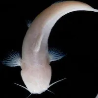 Mỹ phát hiện loài cá màu hồng không có mắt cực kỳ quý hiếm