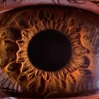 Chùm ảnh lạ lẫm về những vật bình thường được nhìn qua kính hiển vi