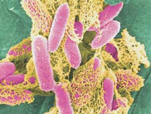 Vi khuẩn “săn mồi” như thế nào?