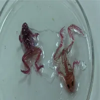 Nếu không bảo vệ môi trường, chả mấy mà các loài sinh vật đều "đột biến" như này