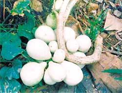 Bụi bầu kỳ lạ