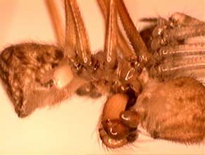 Nhện cũng kêu rên khi làm 'chuyện ấy'