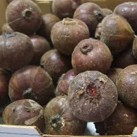 Quả sung "khổng lồ" gây xôn xao Hà Nội