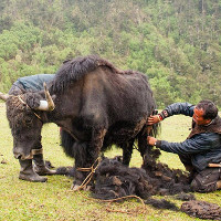 Bộ tộc sống dựa vào những con bò