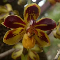 Phát hiện một loài lan mới ở Hòn Bà, Khánh Hòa