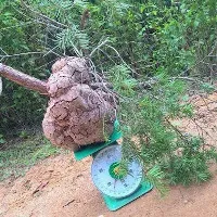 Tìm được nấm phục linh "khủng" quý hiếm