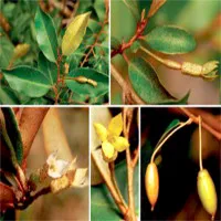 Phát hiện một loài nhót mới ở Lâm Đồng