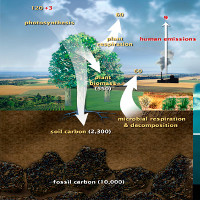 Carbon trên Trái Đất được lưu trữ ở đâu?