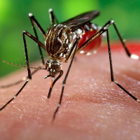 Nam thanh niên ở Phú Yên nhiễm virus Zika