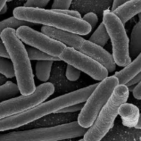 "Tái lập trình" vi khuẩn E.Coli để chống lại... ung thư
