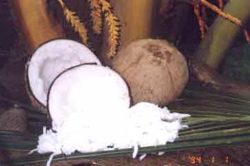 Nhân thành công hai giống dừa quý hiếm