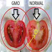 Cách phân biệt cà chua thường và cà chua biến đổi gene