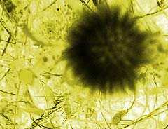 Cấp bách phòng chống cúm A - H5N1