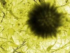Cấp bách phòng chống cúm A - H5N1