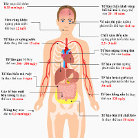 Tuổi thọ của các tế bào trong cơ thể