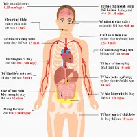 Tuổi thọ của các tế bào trong cơ thể