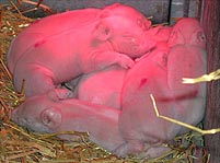 Thêm 14 con lợn nhân bản