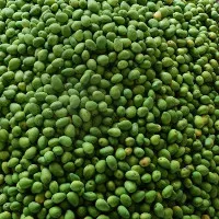 Có thể làm sôcôla từ quả xoài?