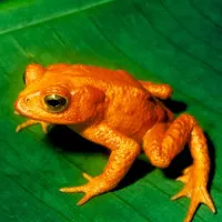 10 cuộc tuyệt chủng tự nhiên lớn nhất từ thập kỉ 90