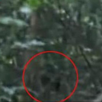 Phát hiện quái vật Bigfoot to lớn trong rừng gây sốc?