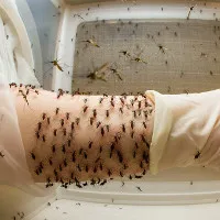 Vi khuẩn Wolbachia, "vũ khí tối thượng" chống sốt xuất huyết?