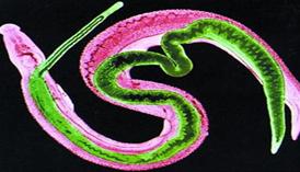 Thế giới ký sinh