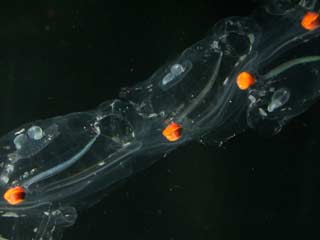 Một loài sinh vật biển có thể hạn chế khí gây hiệu ứng nhà kính