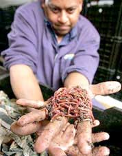 Nam Phi chống biến đổi khí hậu bằng... giun đất