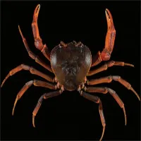 Phát hiện 2 loài cua nước ngọt mới ở miền Bắc