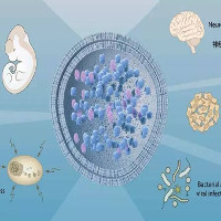 Tế bào tự thực trong giải Nobel Y học giúp điều trị bệnh hiểm nghèo