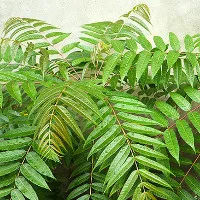 10 loại rau góp phần chữa bệnh nan y chỉ "thò tay là hái được"