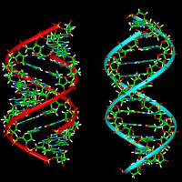 Số gene không quyết định mức độ tiến hóa của con người