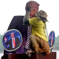 Chú khỉ "tiên tri" dự đoán Donald Trump đắc cử Tổng thống Mỹ