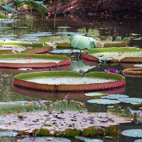 Chiêm ngưỡng loài sen khổng lồ nổi tiếng thế giới giữa Sài Gòn