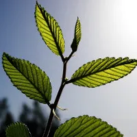 Phát triển thành công hợp chất hấp thụ CO2 nhanh hơn cây cối